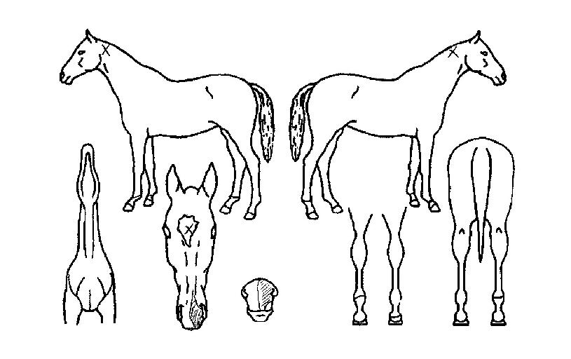 Á¦¿ÕÀÇÁúÁÖÀÇ Ãø¸é,¿ì¸é,µÞ¸é,µÎ»ó,´Ù¸®ÀÇ Æ¯Â¡µµÇØ