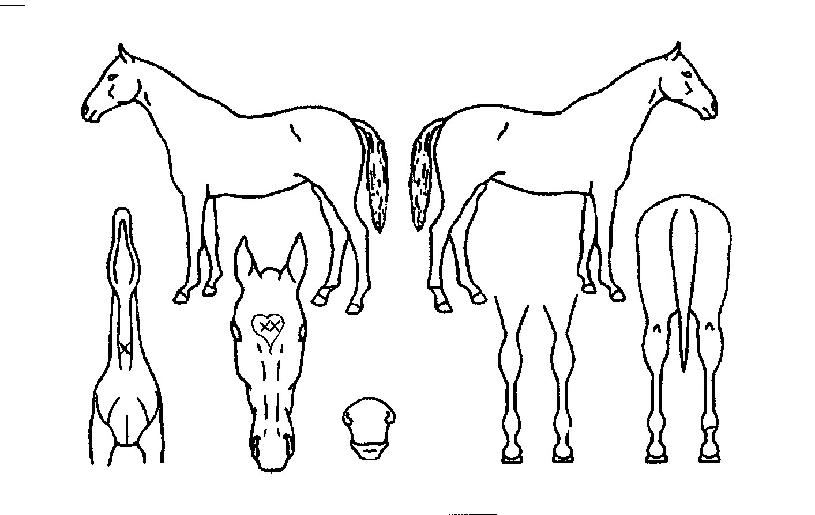 ÄýÅõÇÏÃ÷ÀÇ Ãø¸é,¿ì¸é,µÞ¸é,µÎ»ó,´Ù¸®ÀÇ Æ¯Â¡µµÇØ