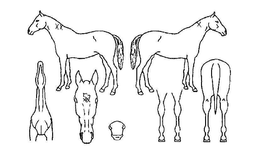 ¹Ì¸£³ª¸£»þÀÇ Ãø¸é,¿ì¸é,µÞ¸é,µÎ»ó,´Ù¸®ÀÇ Æ¯Â¡µµÇØ