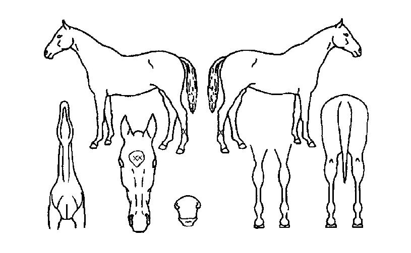 »þÀÎŬ·Î¹öÀÇ Ãø¸é,¿ì¸é,µÞ¸é,µÎ»ó,´Ù¸®ÀÇ Æ¯Â¡µµÇØ