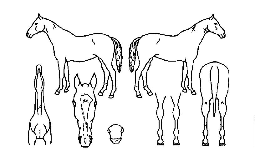 ¶ó¿Â·ç·çÀÇ Ãø¸é,¿ì¸é,µÞ¸é,µÎ»ó,´Ù¸®ÀÇ Æ¯Â¡µµÇØ