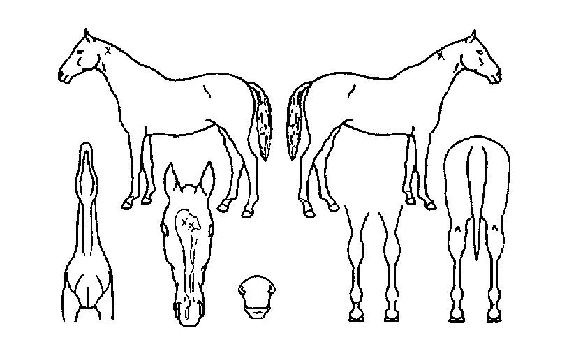 Á¶¼ÁÇɼ±ÀÇ Ãø¸é,¿ì¸é,µÞ¸é,µÎ»ó,´Ù¸®ÀÇ Æ¯Â¡µµÇØ