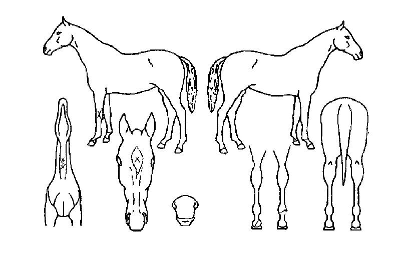 ÀºÇÏÀü¼³ÀÇ Ãø¸é,¿ì¸é,µÞ¸é,µÎ»ó,´Ù¸®ÀÇ Æ¯Â¡µµÇØ