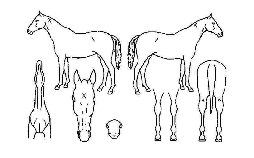 ³ª¹ÙÄýÀÇ Ãø¸é,¿ì¸é,µÞ¸é,µÎ»ó,´Ù¸®ÀÇ Æ¯Â¡µµÇØ