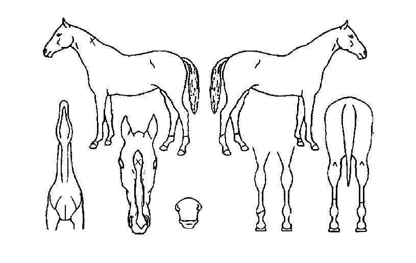 ¿Ã¿À¾î³ª¾Å¾Ü¿ÃÀÚ¸¶ÀÇ Ãø¸é,¿ì¸é,µÞ¸é,µÎ»ó,´Ù¸®ÀÇ Æ¯Â¡µµÇØ