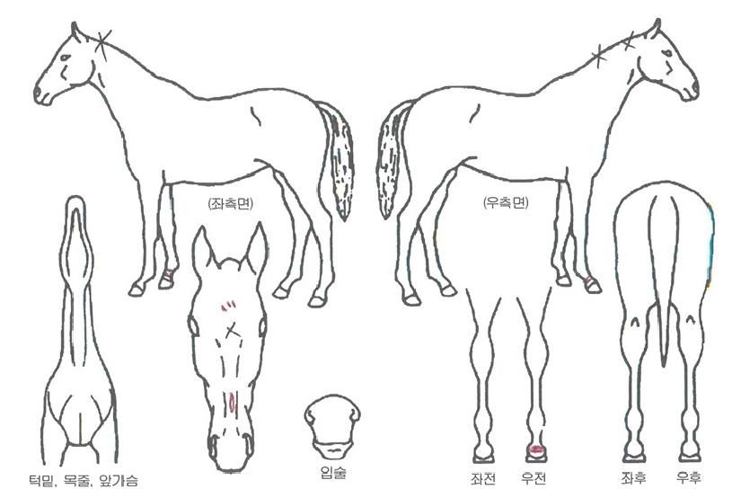 »ïÆ÷¿£Á©ÀÇ Ãø¸é,¿ì¸é,µÞ¸é,µÎ»ó,´Ù¸®ÀÇ Æ¯Â¡µµÇØ