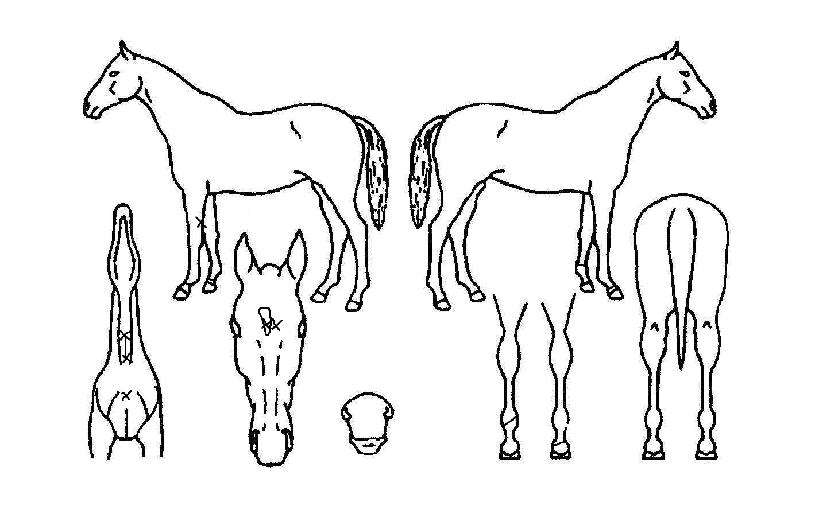 ÀÇ Ãø¸é,¿ì¸é,µÞ¸é,µÎ»ó,´Ù¸®ÀÇ Æ¯Â¡µµÇØ