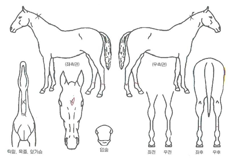 ÆÄÀ̳ÎÀ©ÀÇ Ãø¸é,¿ì¸é,µÞ¸é,µÎ»ó,´Ù¸®ÀÇ Æ¯Â¡µµÇØ