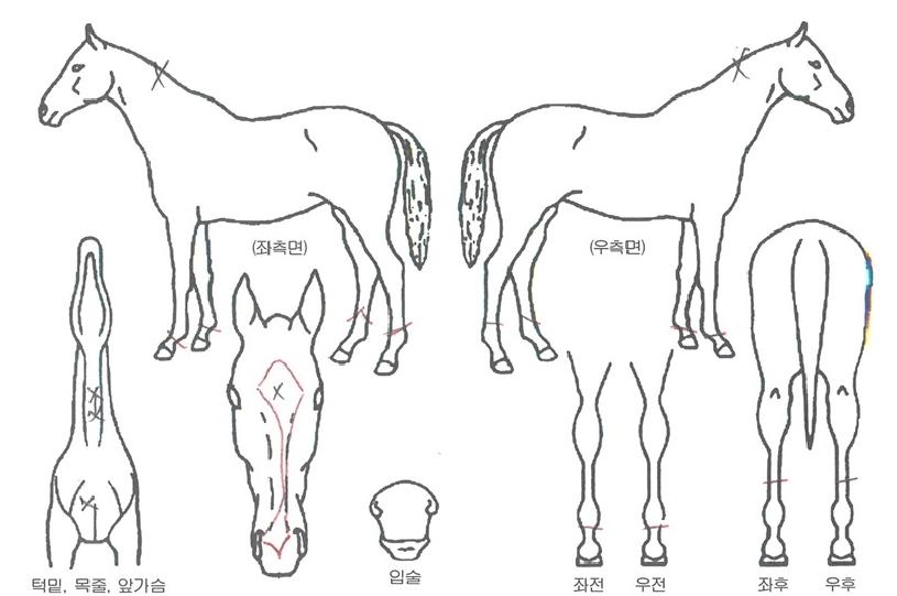 ÈÁ¤ÀÇ Ãø¸é,¿ì¸é,µÞ¸é,µÎ»ó,´Ù¸®ÀÇ Æ¯Â¡µµÇØ