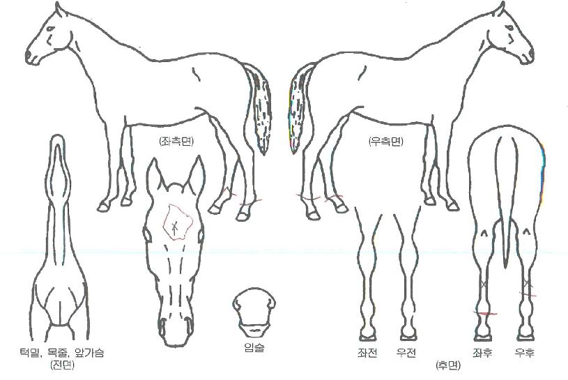 ½ºÀ§Æ®ÇÁ¸®³ÒÀÚ¸¶ÀÇ Ãø¸é,¿ì¸é,µÞ¸é,µÎ»ó,´Ù¸®ÀÇ Æ¯Â¡µµÇØ