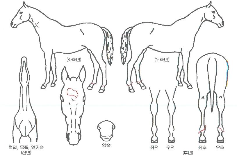 ÀÚ¼º±ºÁÖÀÇ Ãø¸é,¿ì¸é,µÞ¸é,µÎ»ó,´Ù¸®ÀÇ Æ¯Â¡µµÇØ