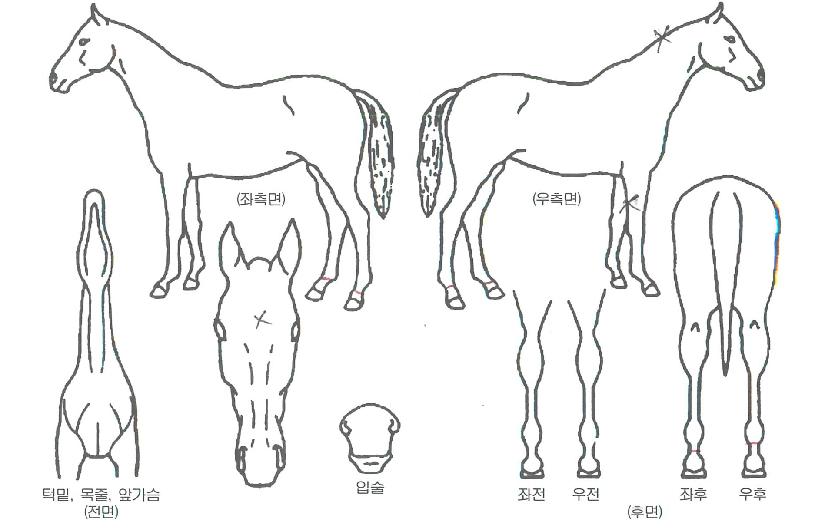 À§´ëÇÑ¿ø¼®ÀÇ Ãø¸é,¿ì¸é,µÞ¸é,µÎ»ó,´Ù¸®ÀÇ Æ¯Â¡µµÇØ