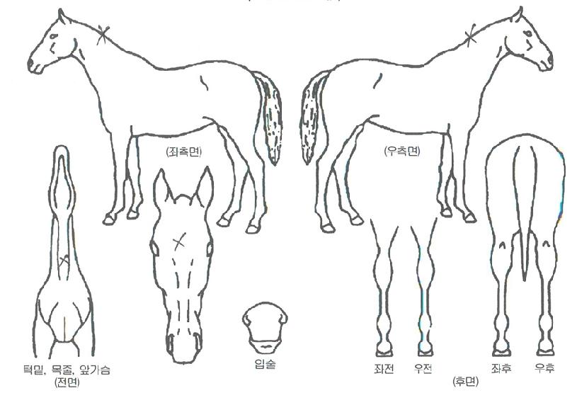 Á¶ÀÌÀÇ Ãø¸é,¿ì¸é,µÞ¸é,µÎ»ó,´Ù¸®ÀÇ Æ¯Â¡µµÇØ
