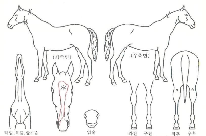 ¼±´õŰĿÀÇ Ãø¸é,¿ì¸é,µÞ¸é,µÎ»ó,´Ù¸®ÀÇ Æ¯Â¡µµÇØ