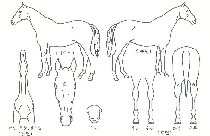 ÇÙÇ×°ø¸ðÇÔÀÇ Ãø¸é,¿ì¸é,µÞ¸é,µÎ»ó,´Ù¸®ÀÇ Æ¯Â¡µµÇØ