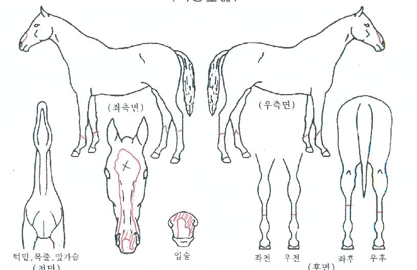 ¸ó½ºÅÍÄýÀÇ Ãø¸é,¿ì¸é,µÞ¸é,µÎ»ó,´Ù¸®ÀÇ Æ¯Â¡µµÇØ