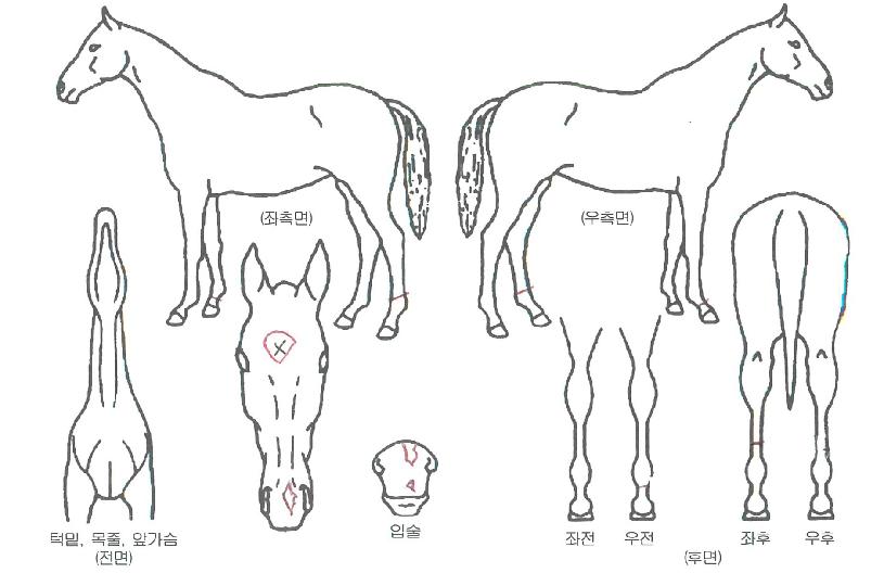 ÅõÄÉÀÌÀÇ Ãø¸é,¿ì¸é,µÞ¸é,µÎ»ó,´Ù¸®ÀÇ Æ¯Â¡µµÇØ