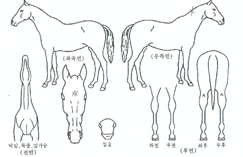 ¿ÍÀÌŰŰÀÇ Ãø¸é,¿ì¸é,µÞ¸é,µÎ»ó,´Ù¸®ÀÇ Æ¯Â¡µµÇØ