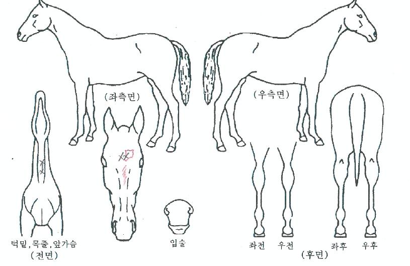 ·êÁîÀÇ Ãø¸é,¿ì¸é,µÞ¸é,µÎ»ó,´Ù¸®ÀÇ Æ¯Â¡µµÇØ