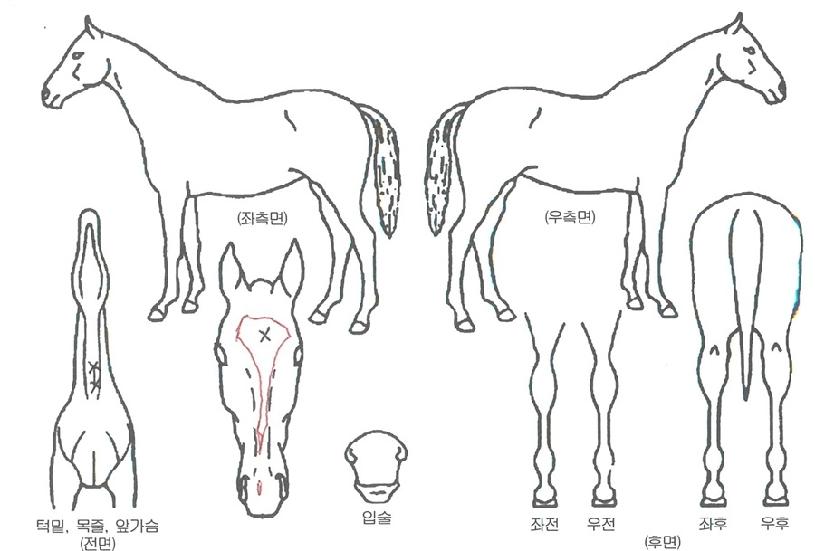 õÁö¼º°øÀÇ Ãø¸é,¿ì¸é,µÞ¸é,µÎ»ó,´Ù¸®ÀÇ Æ¯Â¡µµÇØ