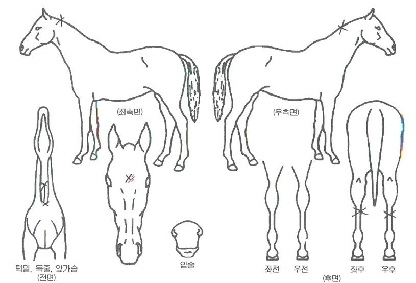 ¾Ö´Ï³ªÀÎÀÇ Ãø¸é,¿ì¸é,µÞ¸é,µÎ»ó,´Ù¸®ÀÇ Æ¯Â¡µµÇØ