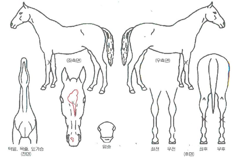 Àå»ê½ÃƼÀÇ Ãø¸é,¿ì¸é,µÞ¸é,µÎ»ó,´Ù¸®ÀÇ Æ¯Â¡µµÇØ
