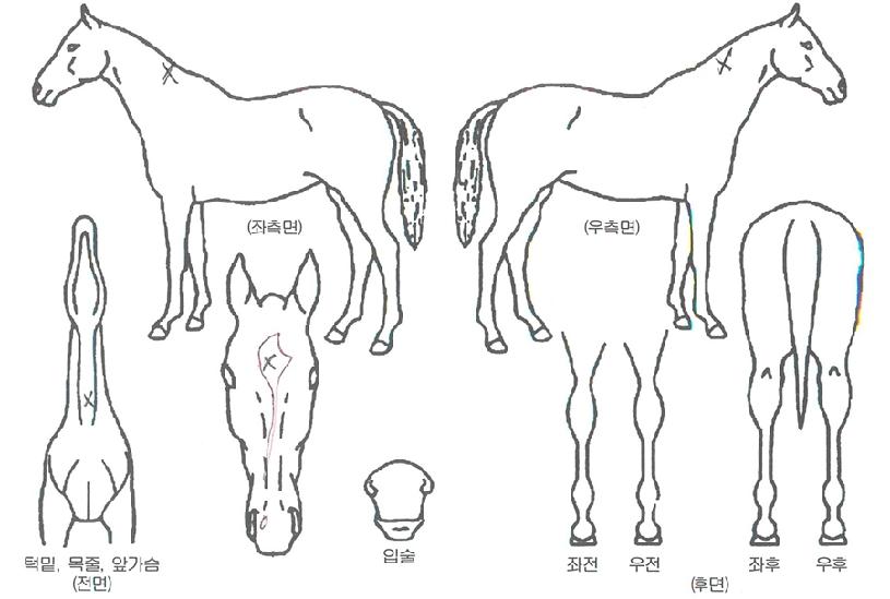 ¹ÂÁö´ÏÀÇ Ãø¸é,¿ì¸é,µÞ¸é,µÎ»ó,´Ù¸®ÀÇ Æ¯Â¡µµÇØ