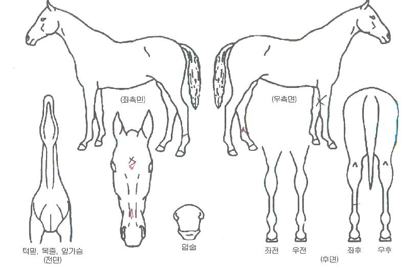 ¹Ì¼öÀçÀÇ Ãø¸é,¿ì¸é,µÞ¸é,µÎ»ó,´Ù¸®ÀÇ Æ¯Â¡µµÇØ