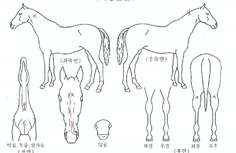 ±Ýºû¿ï¸²ÀÇ Ãø¸é,¿ì¸é,µÞ¸é,µÎ»ó,´Ù¸®ÀÇ Æ¯Â¡µµÇØ