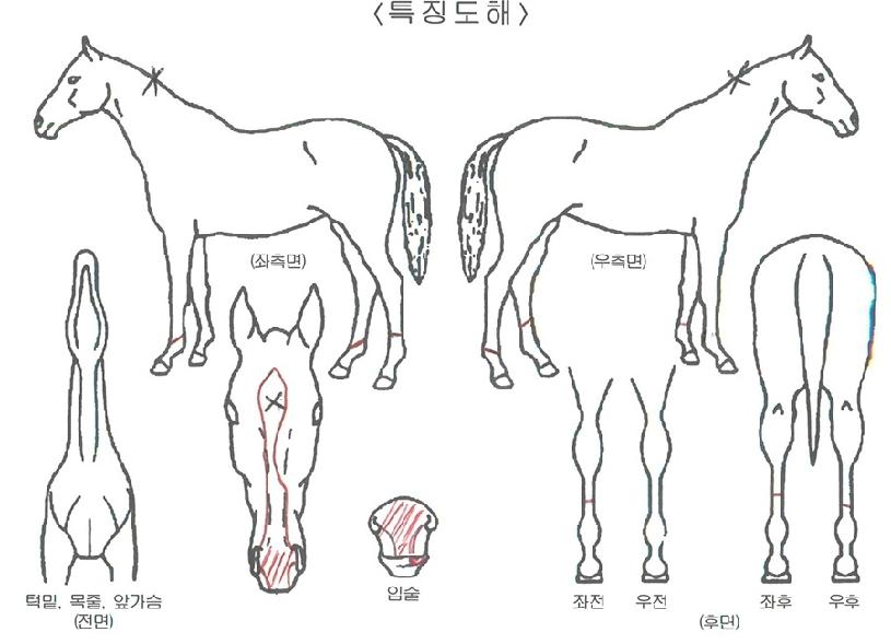 ´ë±º´ÜÀÇ Ãø¸é,¿ì¸é,µÞ¸é,µÎ»ó,´Ù¸®ÀÇ Æ¯Â¡µµÇØ