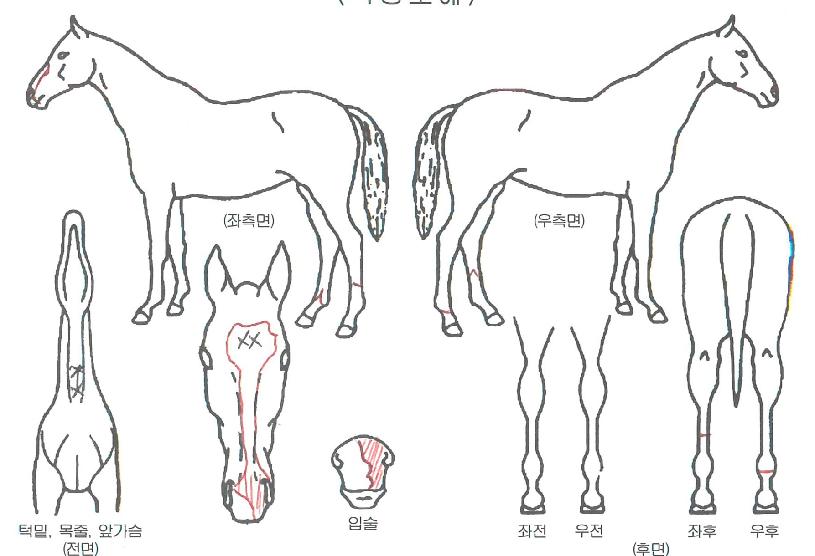 ¿À¼Ç¹ÙÀÌÅ©ÀÇ Ãø¸é,¿ì¸é,µÞ¸é,µÎ»ó,´Ù¸®ÀÇ Æ¯Â¡µµÇØ