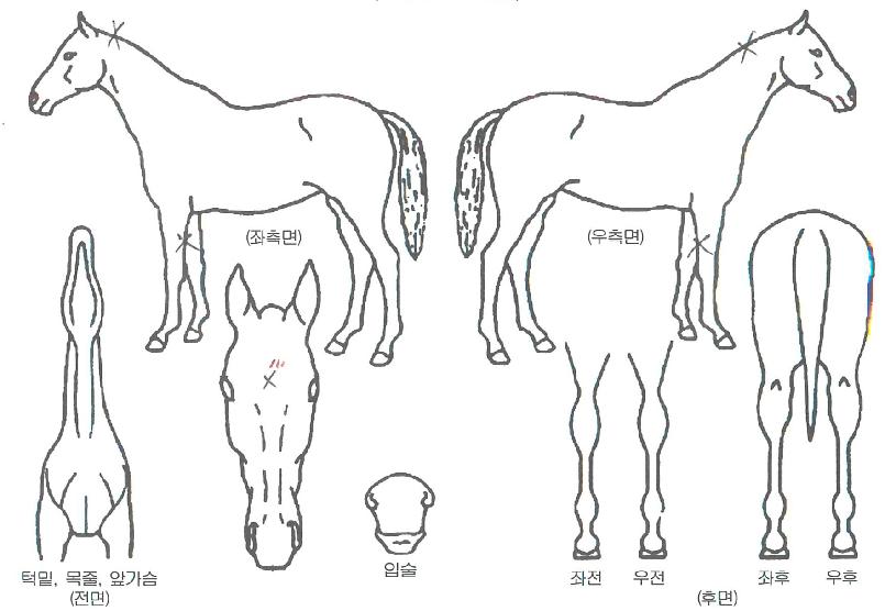 ºí·¯µå¿¤¸®Æ®ÀÇ Ãø¸é,¿ì¸é,µÞ¸é,µÎ»ó,´Ù¸®ÀÇ Æ¯Â¡µµÇØ