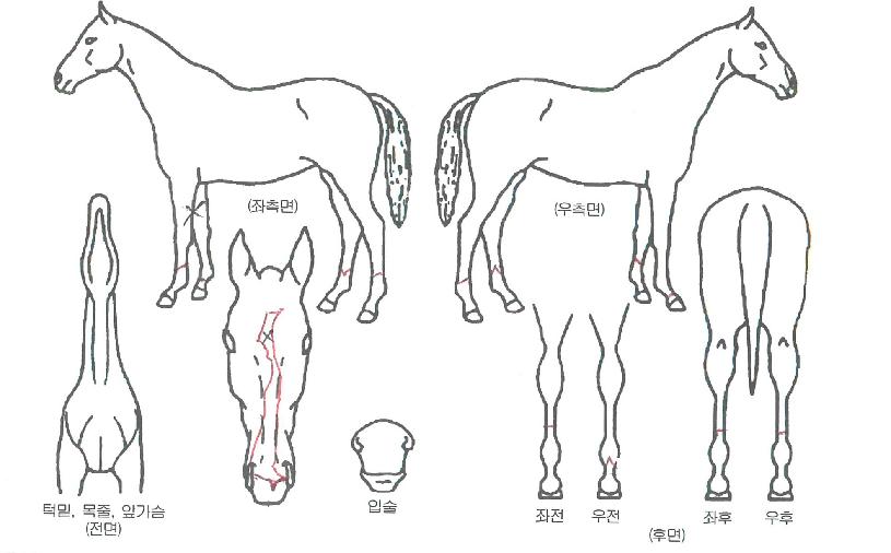 »õº®ºÒ²ÉÀÇ Ãø¸é,¿ì¸é,µÞ¸é,µÎ»ó,´Ù¸®ÀÇ Æ¯Â¡µµÇØ