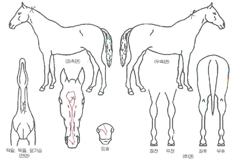 ÈûÂùÃâ¹ßÀÇ Ãø¸é,¿ì¸é,µÞ¸é,µÎ»ó,´Ù¸®ÀÇ Æ¯Â¡µµÇØ