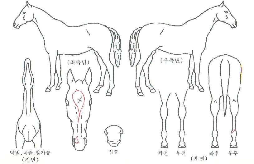 ´ÙÅ©¾Ú¹öÀÇ Ãø¸é,¿ì¸é,µÞ¸é,µÎ»ó,´Ù¸®ÀÇ Æ¯Â¡µµÇØ