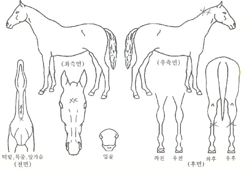 ³ë´øÆ®·¹À̽ºÀÇ Ãø¸é,¿ì¸é,µÞ¸é,µÎ»ó,´Ù¸®ÀÇ Æ¯Â¡µµÇØ