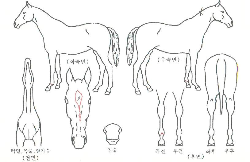 ¹ß·»Å¸Àε帲ÀÇ Ãø¸é,¿ì¸é,µÞ¸é,µÎ»ó,´Ù¸®ÀÇ Æ¯Â¡µµÇØ