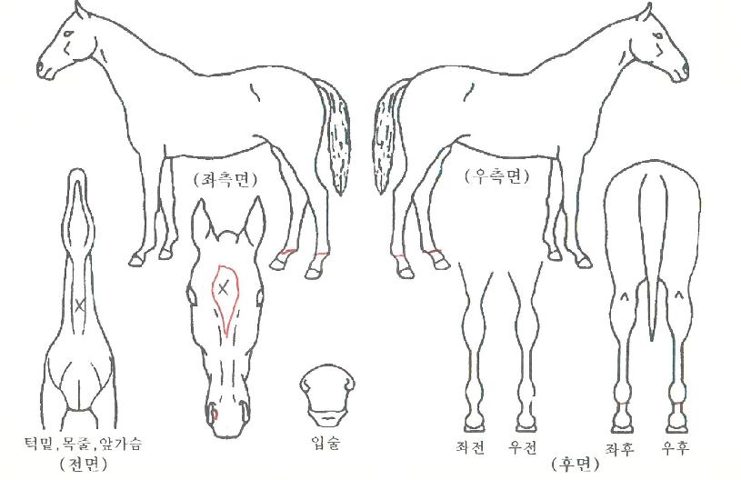 Âù¸¶ÀÇ Ãø¸é,¿ì¸é,µÞ¸é,µÎ»ó,´Ù¸®ÀÇ Æ¯Â¡µµÇØ