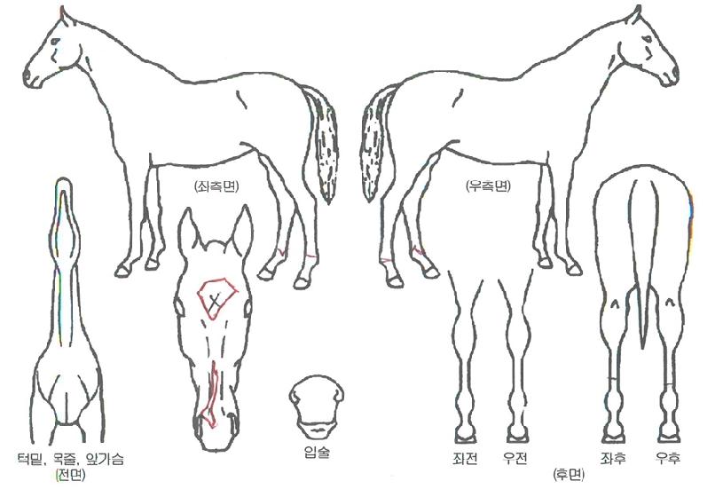 ·¹À̵ð¿¤ÀÚ¸¶ÀÇ Ãø¸é,¿ì¸é,µÞ¸é,µÎ»ó,´Ù¸®ÀÇ Æ¯Â¡µµÇØ