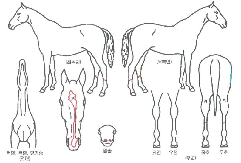Æø½ÃŬ·¹¿ÀÀÚ¸¶ÀÇ Ãø¸é,¿ì¸é,µÞ¸é,µÎ»ó,´Ù¸®ÀÇ Æ¯Â¡µµÇØ