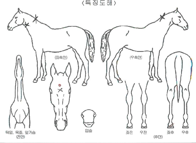 ۸£ÄÉÀÇ Ãø¸é,¿ì¸é,µÞ¸é,µÎ»ó,´Ù¸®ÀÇ Æ¯Â¡µµÇØ