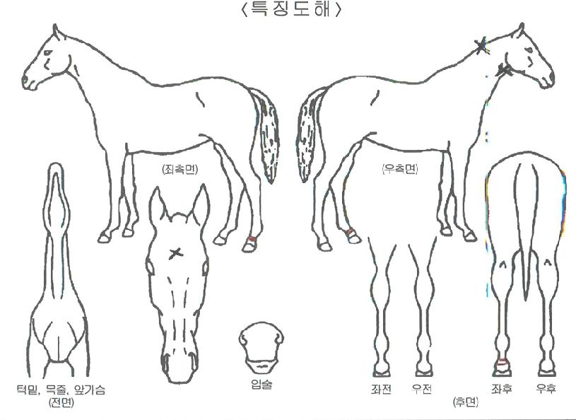 °ñµå¼Å¬ÀÇ Ãø¸é,¿ì¸é,µÞ¸é,µÎ»ó,´Ù¸®ÀÇ Æ¯Â¡µµÇØ