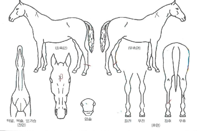 ±Ýºû¿¹°¨ÀÇ Ãø¸é,¿ì¸é,µÞ¸é,µÎ»ó,´Ù¸®ÀÇ Æ¯Â¡µµÇØ