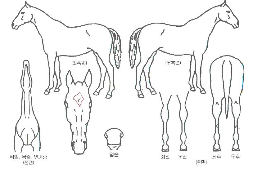 Àçź»ýÀÇ Ãø¸é,¿ì¸é,µÞ¸é,µÎ»ó,´Ù¸®ÀÇ Æ¯Â¡µµÇØ