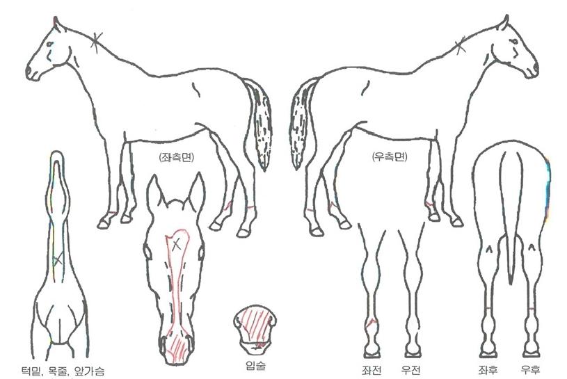 Å·ÆÄÀÌÅÍÀÇ Ãø¸é,¿ì¸é,µÞ¸é,µÎ»ó,´Ù¸®ÀÇ Æ¯Â¡µµÇØ