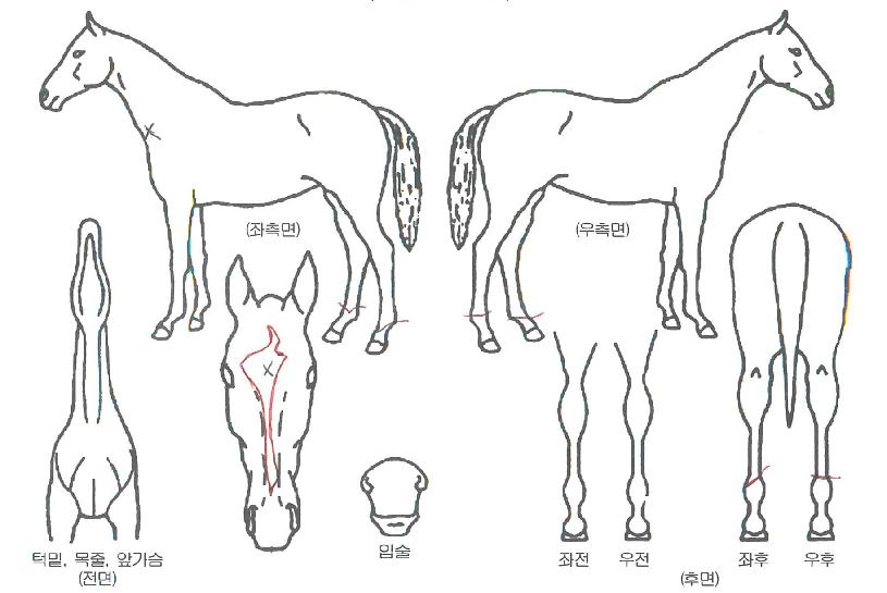 õÇϺñÀÇ Ãø¸é,¿ì¸é,µÞ¸é,µÎ»ó,´Ù¸®ÀÇ Æ¯Â¡µµÇØ