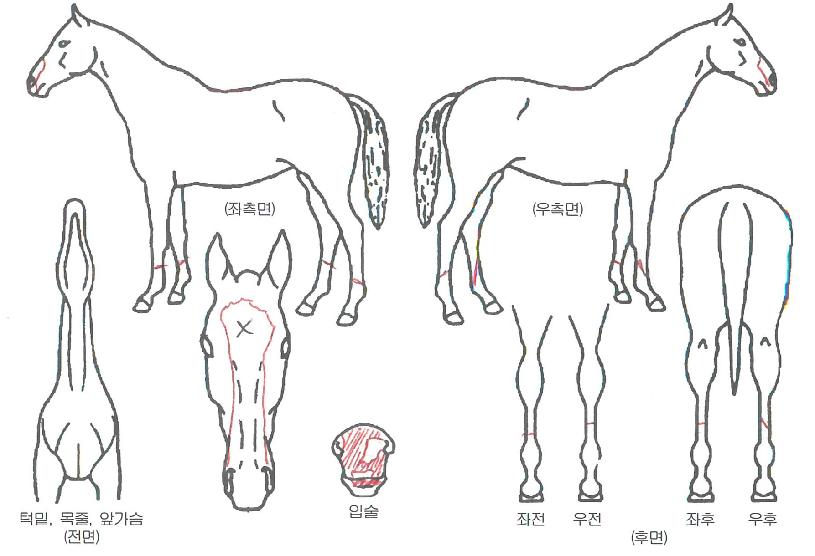 ¿¡À̽º½ºÇÇ´×ÀÇ Ãø¸é,¿ì¸é,µÞ¸é,µÎ»ó,´Ù¸®ÀÇ Æ¯Â¡µµÇØ