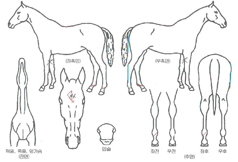 ´ë¼º¿µ¿õÀÇ Ãø¸é,¿ì¸é,µÞ¸é,µÎ»ó,´Ù¸®ÀÇ Æ¯Â¡µµÇØ