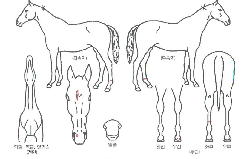 ´ÙÀ̳ªÁîµå¸²ÀÇ Ãø¸é,¿ì¸é,µÞ¸é,µÎ»ó,´Ù¸®ÀÇ Æ¯Â¡µµÇØ
