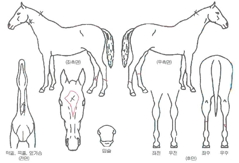 Æ÷¸¶ÀÌ¿ÍÀÌÇÁÀÇ Ãø¸é,¿ì¸é,µÞ¸é,µÎ»ó,´Ù¸®ÀÇ Æ¯Â¡µµÇØ